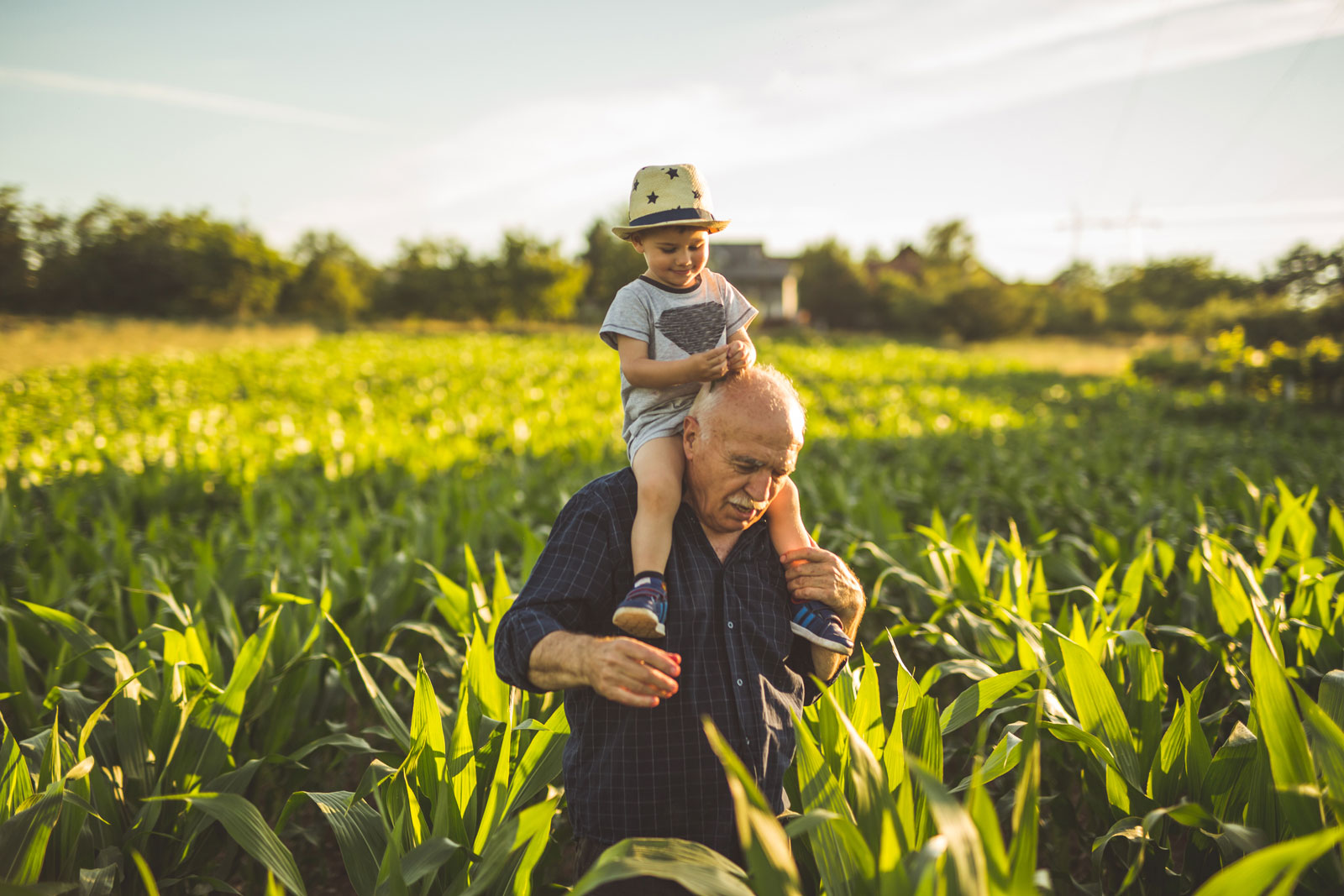 Grandfather carrying grandson on his shoulders in a corn field