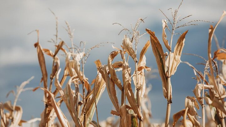 Dry corn photo.